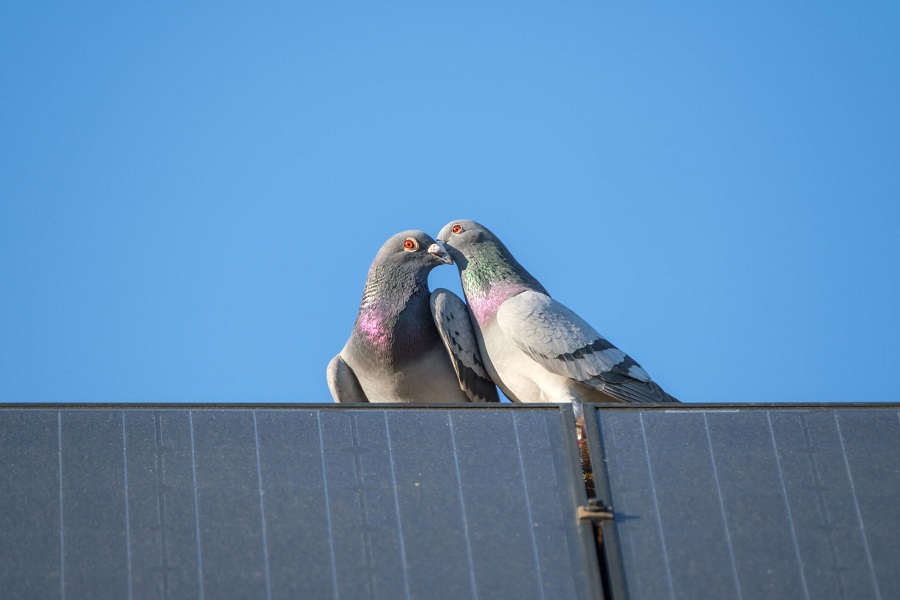 Solar Panel Bird Net Installation